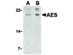 AES Antibody in Western Blot (WB)