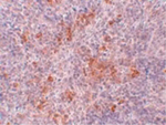 AGTR1 Antibody in Immunohistochemistry (Paraffin) (IHC (P))
