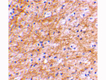 AIFM3 Antibody in Immunohistochemistry (Paraffin) (IHC (P))