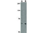 AIFM3 Antibody in Western Blot (WB)