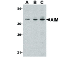 AIM Antibody in Western Blot (WB)