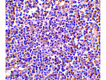 AIM Antibody in Immunohistochemistry (Paraffin) (IHC (P))