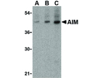 AIM Antibody in Western Blot (WB)