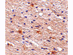 AIPL1 Antibody in Immunohistochemistry (Paraffin) (IHC (P))