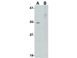 AKIRIN2 Polyclonal Antibody