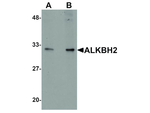 ALKBH2 Antibody in Western Blot (WB)