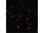 AMBRA1 Polyclonal Antibody