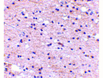AMBRA1 Antibody in Immunohistochemistry (Paraffin) (IHC (P))