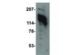 AMBRA1 Antibody in Western Blot (WB)