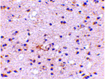 AMBRA1 Antibody in Immunohistochemistry (Paraffin) (IHC (P))