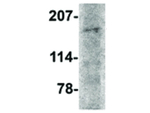 AMBRA1 Antibody in Western Blot (WB)
