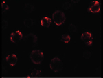 ANOSMIN Antibody in Immunocytochemistry (ICC/IF)