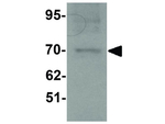 ANOSMIN Antibody in Western Blot (WB)