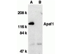 APAF1 Antibody in Western Blot (WB)
