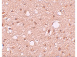 APBA2 Antibody in Immunohistochemistry (Paraffin) (IHC (P))