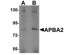 APBA2 Antibody in Western Blot (WB)