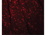 APC10 Antibody in Immunocytochemistry (ICC/IF)