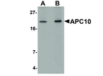 APC10 Antibody in Western Blot (WB)