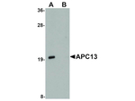 APC13 Antibody in Western Blot (WB)