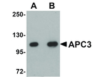 APC3 Antibody in Western Blot (WB)