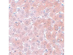 APC4 Polyclonal Antibody