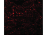 APC5 Polyclonal Antibody