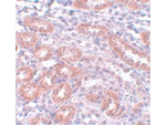 APC5 Antibody in Immunohistochemistry (Paraffin) (IHC (P))
