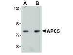 APC5 Antibody in Western Blot (WB)