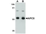 APC8 Antibody in Western Blot (WB)