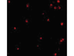 APG7 Antibody in Immunocytochemistry (ICC/IF)