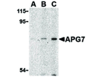 APG7 Antibody in Western Blot (WB)