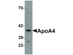APOLIPOPROTEIN A-IV Polyclonal Antibody