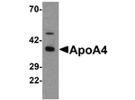 Apolipoprotein A-IV Polyclonal Antibody