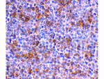 APOBEC3G Polyclonal Antibody