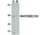 APOBEC3G Antibody in Western Blot (WB)