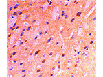 APP Antibody in Immunohistochemistry (Paraffin) (IHC (P))