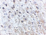 APP Antibody in Immunohistochemistry (Paraffin) (IHC (P))