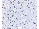 APP Antibody in Immunohistochemistry (Paraffin) (IHC (P))