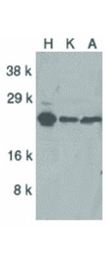 ARC Antibody in Western Blot (WB)