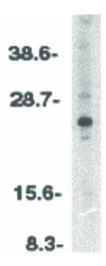 ARC Polyclonal Antibody