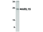 ARL15 Antibody in Western Blot (WB)