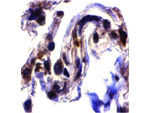 ARTS Antibody in Immunohistochemistry (Paraffin) (IHC (P))