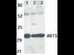ARTS Antibody in Western Blot (WB)