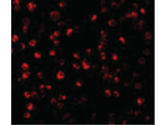 ATF6 Antibody in Immunocytochemistry (ICC/IF)