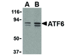 ATF6 Antibody in Western Blot (WB)