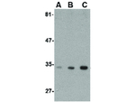 ATG10 Polyclonal Antibody