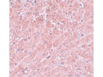ATG101 Antibody in Immunohistochemistry (Paraffin) (IHC (P))