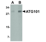 ATG101 Antibody in Western Blot (WB)