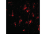 ATG12 Polyclonal Antibody