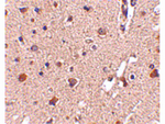 ATG12 Antibody in Immunohistochemistry (Paraffin) (IHC (P))
